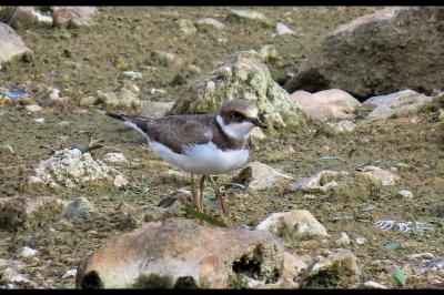 Charadrius dubius