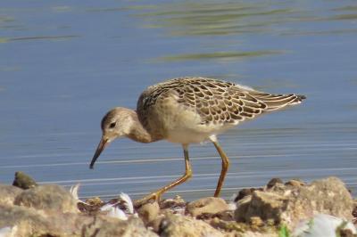 Calidris pugnax