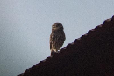 Athene noctua