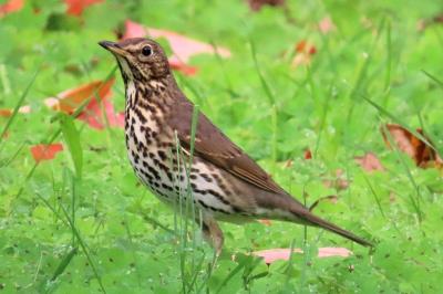 Turdus philomelos