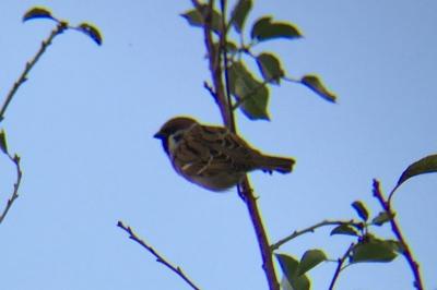 Passer montanus