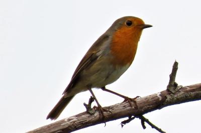 Erithacus rubecula