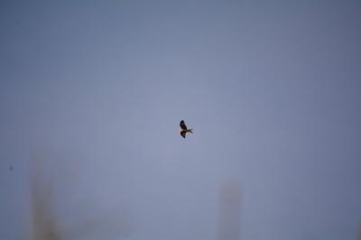 Milvus milvus