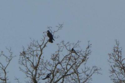 Falco peregrinus