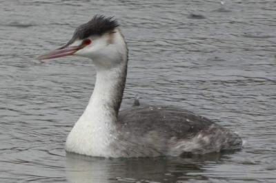 Podiceps cristatus