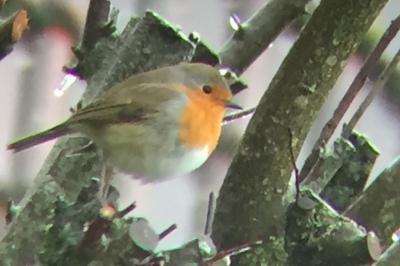 Erithacus rubecula