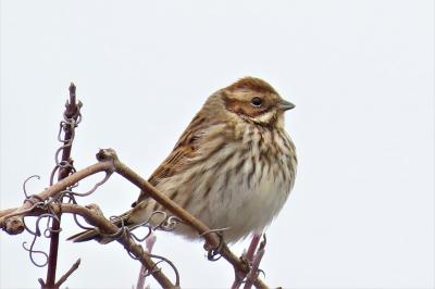 Emberiza schoeniclus