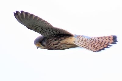 Falco tinnunculus