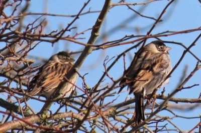 Emberiza schoeniclus
