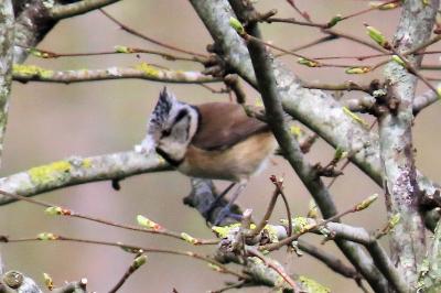 Lophophanes cristatus
