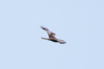 Circus aeruginosus