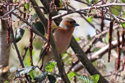 Fringilla coelebs