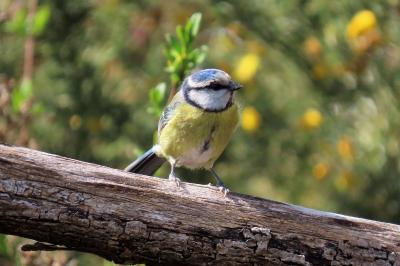Cyanistes caeruleus