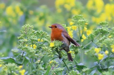 Erithacus rubecula