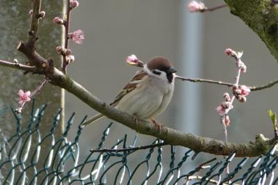 Passer montanus