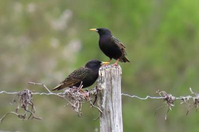 Sturnus vulgaris