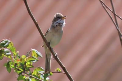 Sylvia communis