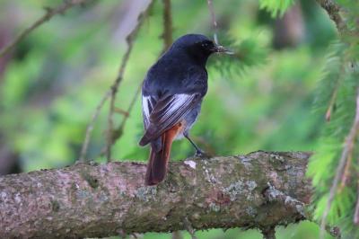 Phoenicurus ochruros