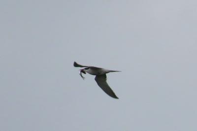 Sterna hirundo