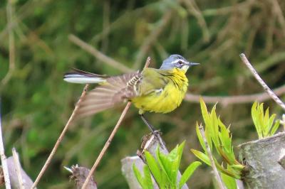 Motacilla flava