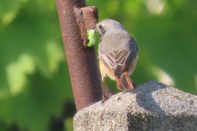 Phoenicurus phoenicurus