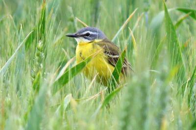 Motacilla flava