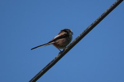 Aegithalos caudatus