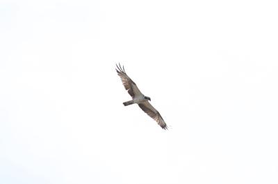 Pandion haliaetus