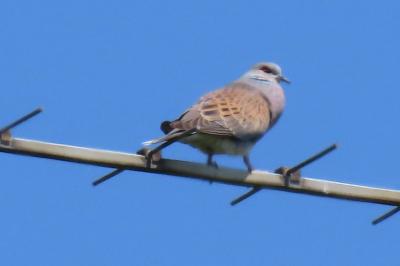 Streptopelia turtur