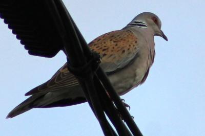 Streptopelia turtur