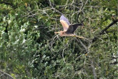 Ardea purpurea