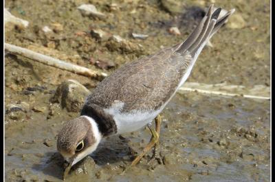Charadrius dubius