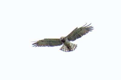 Circaetus gallicus