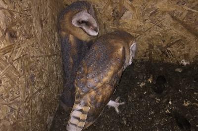 Tyto alba