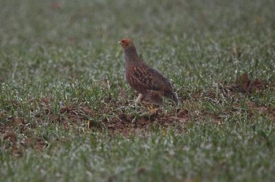 Perdix perdix