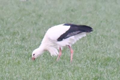 Ciconia ciconia