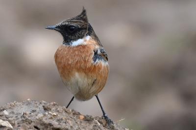 Saxicola rubicola