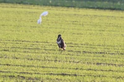 Buteo buteo
