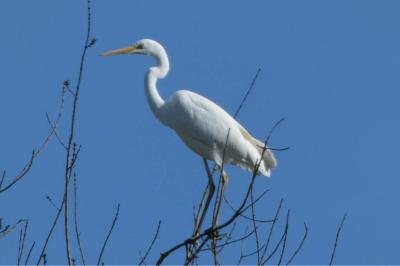 Ardea alba