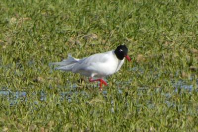 Ichthyaetus melanocephalus