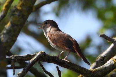 Luscinia megarhynchos