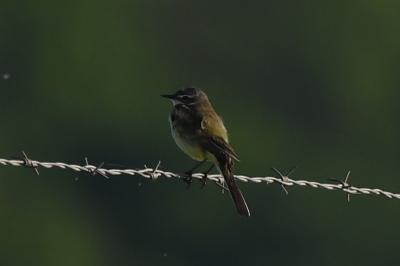 Motacilla flava