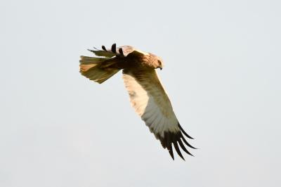 Circus aeruginosus