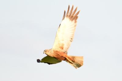 Circus aeruginosus