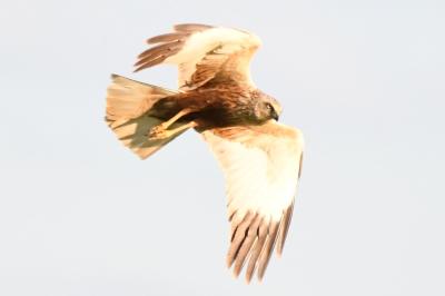 Circus aeruginosus
