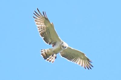 Circaetus gallicus
