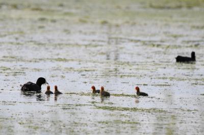 Fulica atra