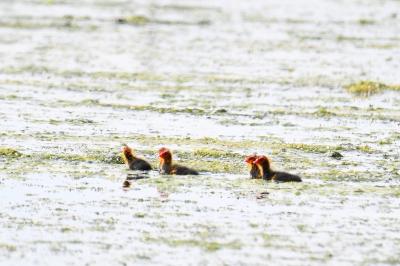 Fulica atra