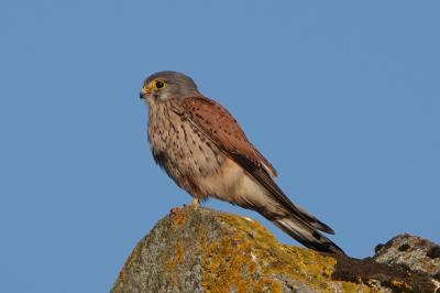 Faucon crécerelle