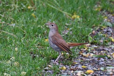 Luscinia megarhynchos
